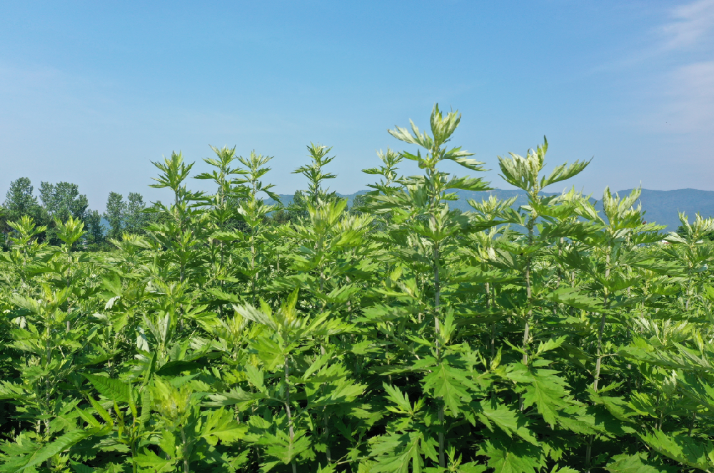 逆势上扬！蕲艾品牌价值突破150亿，十一连升继续领跑全国中药材地标